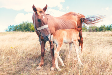 Domestic mare with foal on the pasture . Horses mother and child 