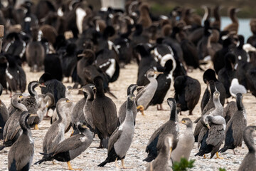 Spotted Shag Endemic to New Zealand