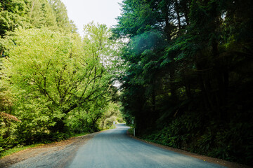 Obraz premium Access road to the Californian Redwood tree plantation in the Cape Otway National Park, Victoria Australia