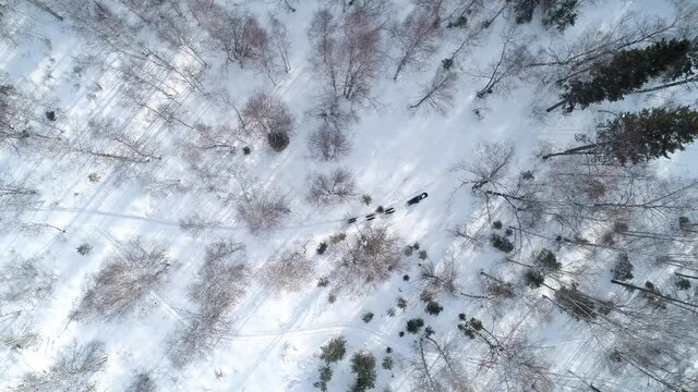 Epic aerial top dowm movie about northern sled dogs husky ride fast through snowy wintry spruce forest, wild untouched natural landscape. Dog riding. Polar expedition. Incredible adventure to Baikal