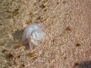 Top view of the Azov jellyfish thrown by the waves on the sandy shore.