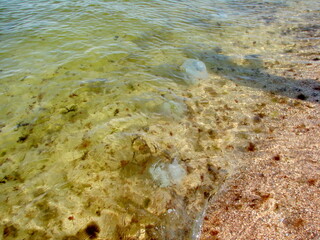 Many cornerotes and aurelia can be seen in the water near the shore that scare away vacationers.