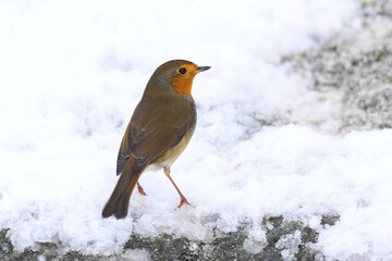European robin (Erithacus rubecula)