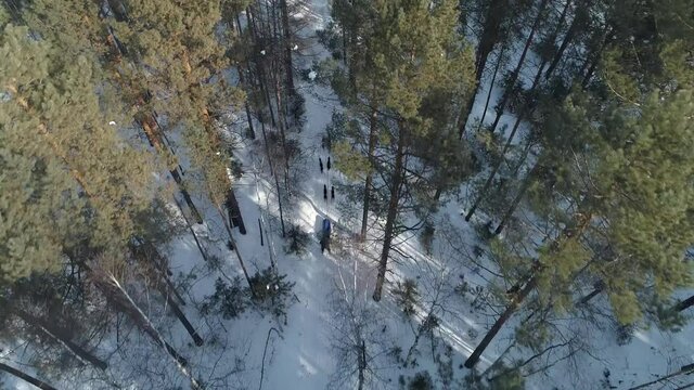 Aerial top down epic dog ride north husky run harnessed in sled among winter snowy pine trees of high Siberia taiga forest. Tourist attraction entertainmen expedition. Cinematic stock film motion