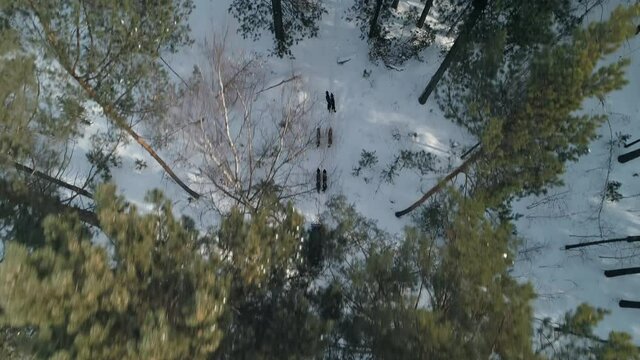 Emotional slowmotion aerial top down view through tall fir trees in forest sled dogs pull sled run through winter snowy taiga of Siberia Russia. Sled dogs team competition. Travel tourism Baikal. 4k