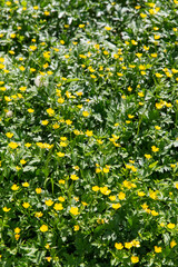 botany, nature and flora concept - beautiful anemone flowers blooming on summer field