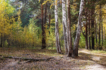 Forest on the last day of autumn and colorful and picturesque foliage underfoot and trees. The sun is breaking through the leaves