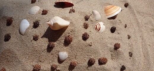 Shell on the sand.