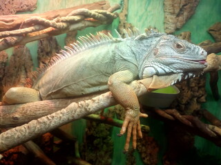 Iguana sits on a tree in a terrarium