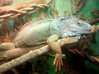 Iguana sits on a tree in a terrarium

