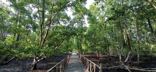 Wooden Bridge on a Mangrove Forest