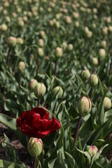 Tulip field in the Netherlands.