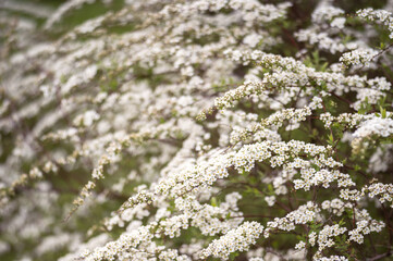 Flowering spirea bush close up, in small white flowers in the soft light of a spring morning. Background. Selective focus