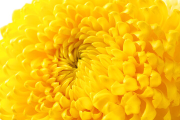 Yellow chrysanthemum flower as background