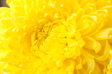 Yellow chrysanthemum flower as background