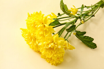 Yellow chrysanthemum flowers on color background