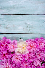 fresh peonies on wooden turquoise background