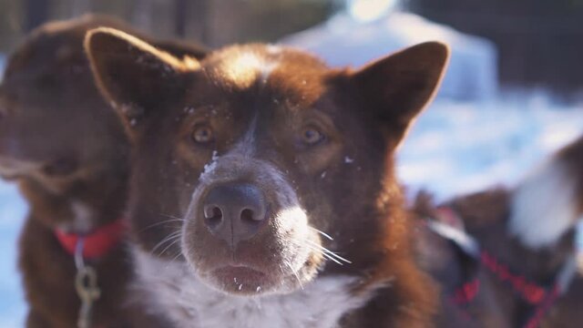 Close-up portrait of cute sled northern dog licks its lips and looks sincerely at camera, winter snowy forest, muzzle of husky in snowflakes. Emotional touching arctic alaska travel stock gimbal movie