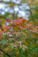東京都新宿区の大きな公園の秋の風景