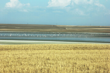 Salt Lake is located between Ankara, Konya and Aksaray. It is one of Turkey's largest cranes (flamingo) habitats.