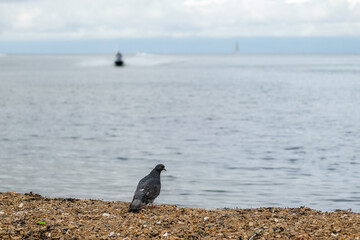 bird on the beach