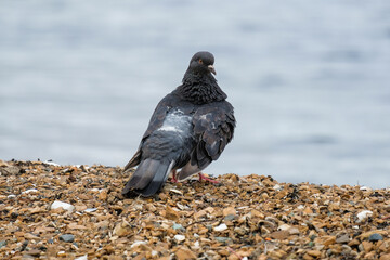pigeon on the beach