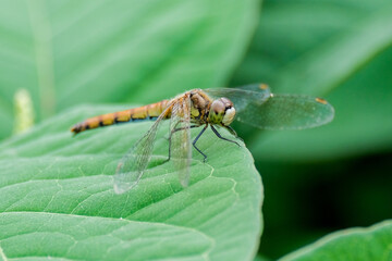 dragonfly on a leaf