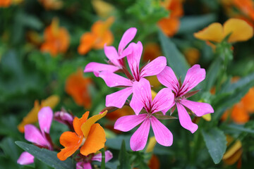 Linz Germany June 2021 Close-up of a colourful flowering ivy geranium in natural sunlight
