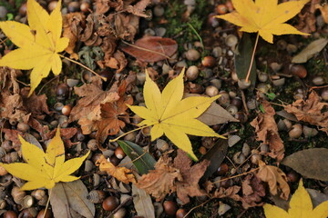 地面に落ちたもみじの葉