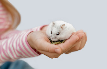 Dzungarian hamster in the arms of a child. Hamster gnaws pumpkin seeds from the palm of a child. Friendship of a child and an animal. Animal care and love concept.