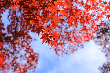 日本の秋、赤く色づいたもみじ