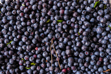 Blueberry background. Blueberries are freshly harvested in a pine forest.