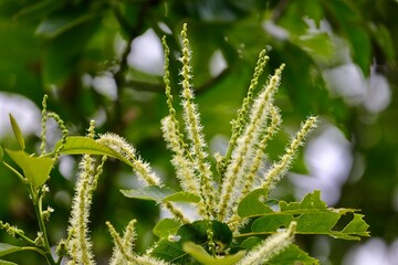 Flowers of  sweet chestnuts. Castanea sativa is a species of the flowering plant which edible seeds are referred to a common name Sweet Chestnut.