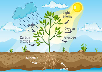 Photosynthesis as a process of tree produce oxygen using rain and sun. Diagram showing process of photosynthesis in plant. Colorful biology scheme for education in flat style - obrazy, fototapety, plakaty