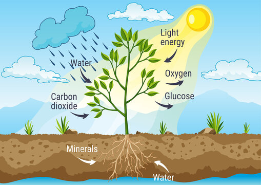 Photosynthesis as a process of tree produce oxygen using rain and sun. Diagram showing process of photosynthesis in plant. Colorful biology scheme for education in flat style