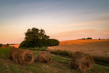 hay bales in a field