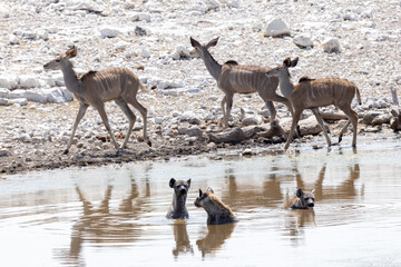 Drei Kudu Weibchen und drei badende Hyänen im Wasserloch im Etosha Nationalpark