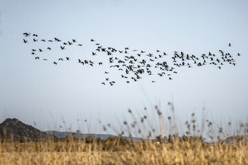 Migracion de aves 