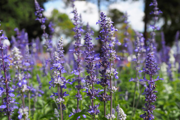 Beautiful purple flowers of lavender in garden for background