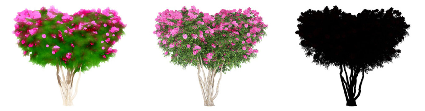 Set or collection of Crape Myrtle trees, painted, natural and as a black silhouette on white background. Concept or conceptual 3d illustration for nature, ecology and conservation, strength