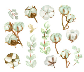 set of  cotton flowers and eucalyptus leaves, watercolor illustration