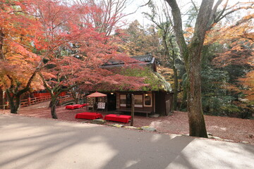 秋の奈良公園　水谷茶屋