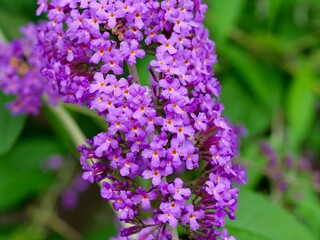 Close up view of Buddleia or Buddleja (Buddleia davidii) bloom. Plant is commonly known as the...
