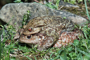 Obraz premium two toads in mating