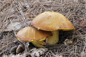 two jersey cow mushrooms