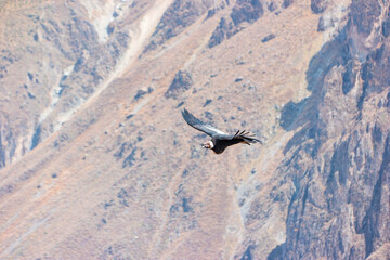 Soaring Andean condor over Colca Canyon in Peru