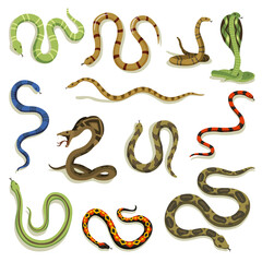 Venomous snakes. Danger animals different colors. Poisonous reptiles crawl. Decorative character, wildlife nature animals
