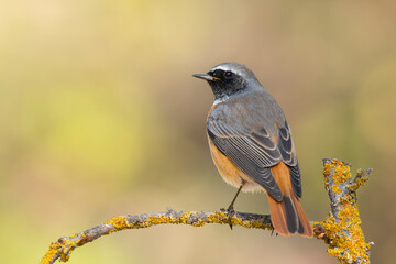 Common Redstart