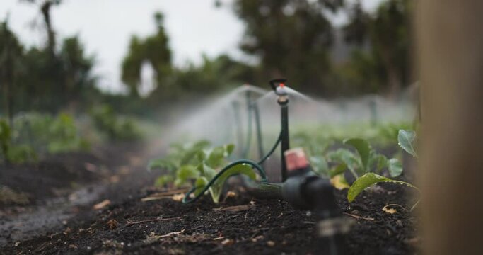 Sprinkler pipes spraying over vegetable crops in an agricultural field. Irrigation system watering vegetable furrows in an organic garden.