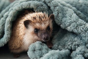 Cute hedgehog with warm plaid on bed © Pixel-Shot